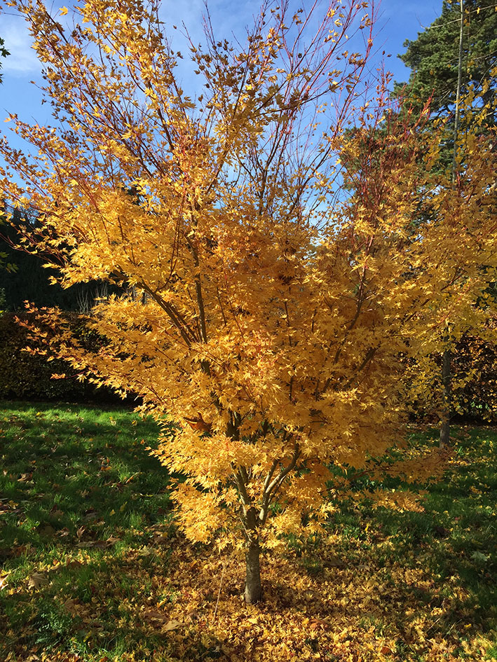 Acer palmatum Sango Kaku autumn colour – Miles Japanese Maples