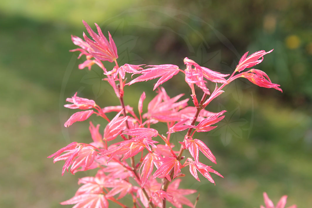 Acer Palmatum Chishio Miles Japanese Maples