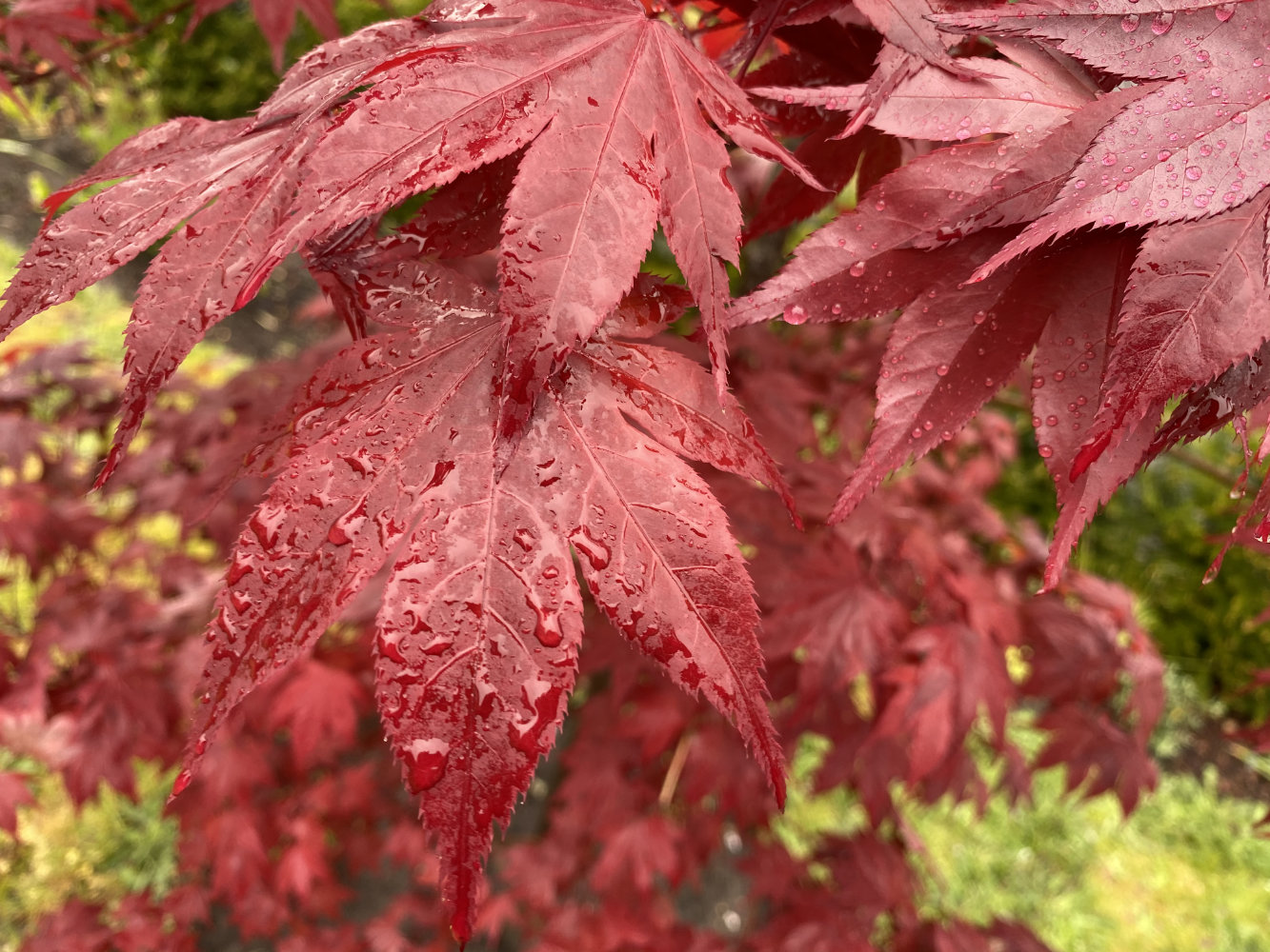Acer palmatum 'Ō kagami' – Miles Japanese Maples