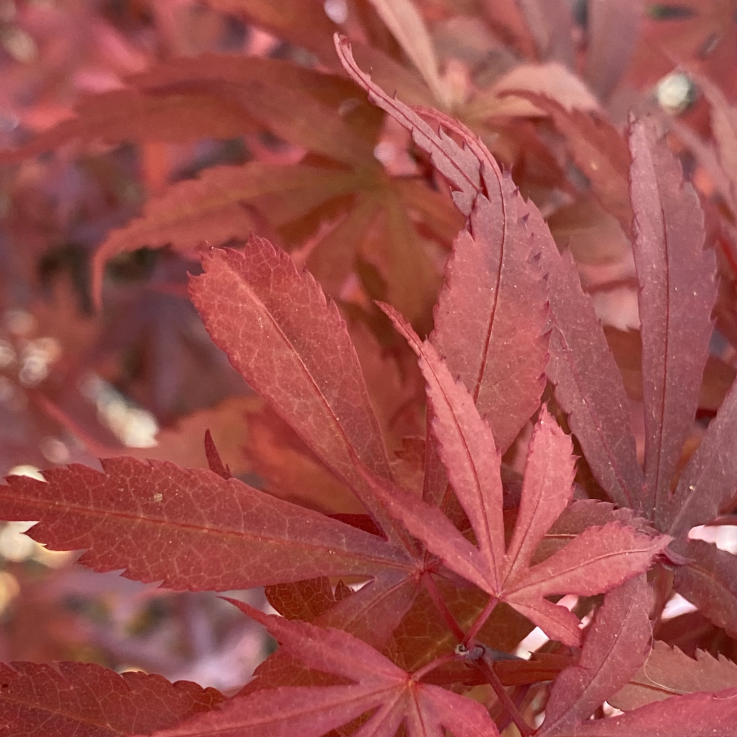 acer-palmatum-skeeters-broom-miles-japanese-maples