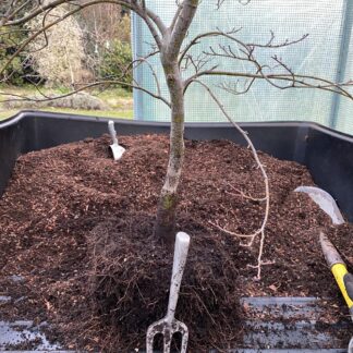 Re-potting and Root-Pruning Course